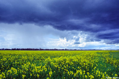 Dark Sky Over Mustard