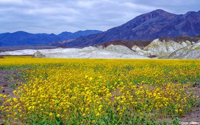 Death Valley in Bloom