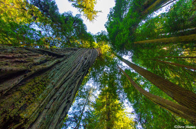 Del Norte Coast Redwoods