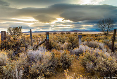 Desert Sagebrush