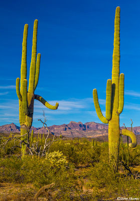 Desert Sentinels