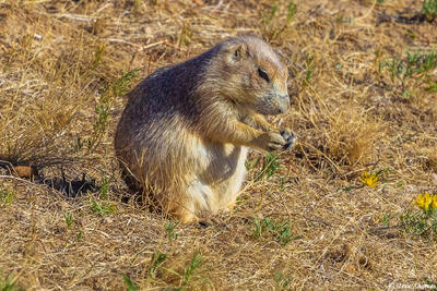 Devils Tower Prairie Dog
