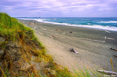 Driftwood Beach