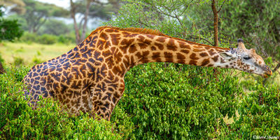 Eating Giraffe in Tarangire