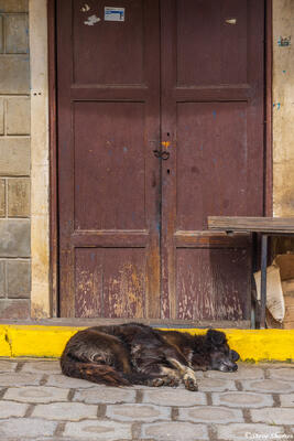Ecuador Street Dog