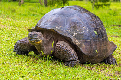 El Chato Ranch Giant Tortoise