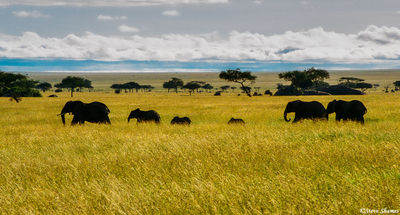 Elephant Silhouette