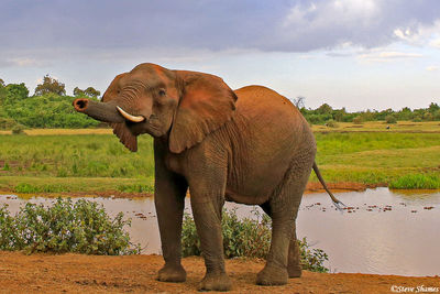 Elephant Sniffing the Air