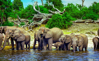 Elephants at Chobe River