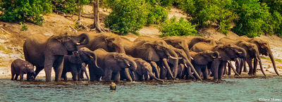 Elephants Having a Drink