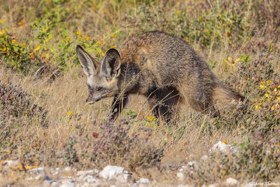 Etosha-Bat Eared Fox