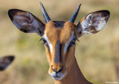 Etosha-Black Face Impala Portrait