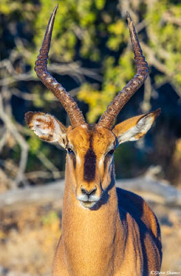 Etosha-Black Faced Impala