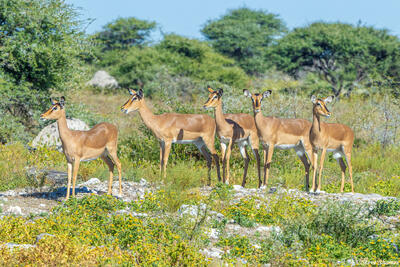 Etosha-Black Faced Impalas