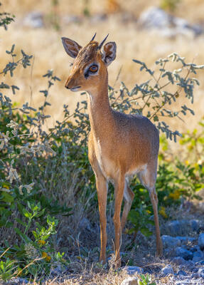 Etosha-Dik-Dik