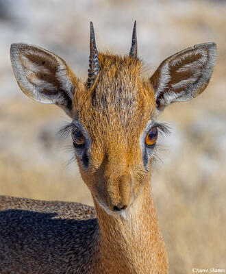 Etosha-Dik-Dik Portrait