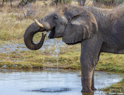 Etosha-Elephant Rinse