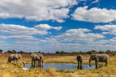Etosha-Elephant Waterhole
