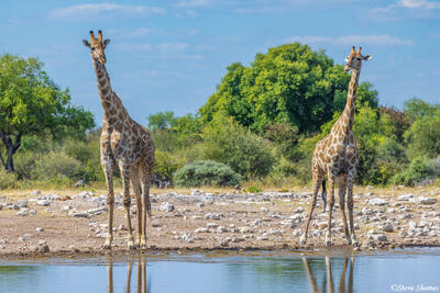 Etosha-Giraffe Bookends