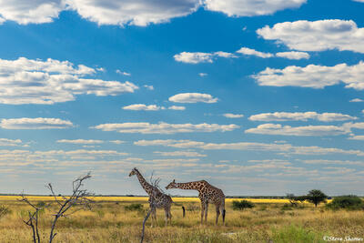 Etosha-Giraffes