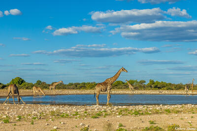 Etosha-Giraffes at Waterhole