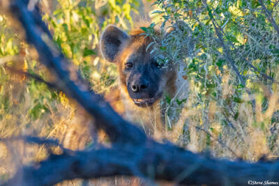 Etosha-Hyena in Bush