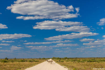 Etosha-Landscape