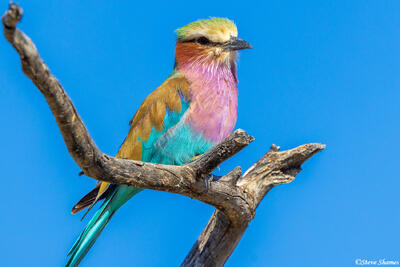 Etosha-Lilac Breasted Roller