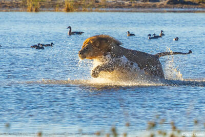 Etosha-Lion Crossing Water