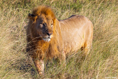 Etosha-Lion in Grass