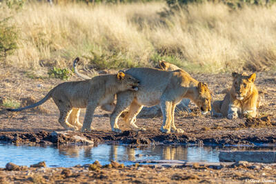 Etosha-Lions Playing Around