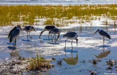 Etosha-Marabou Storks Feeding