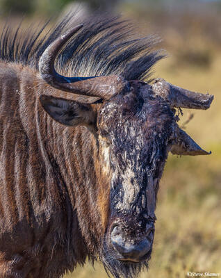 Etosha-One Horned Wildebeest