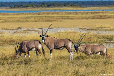 Etosha-Oryx Family