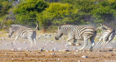 Etosha-Running Zebras