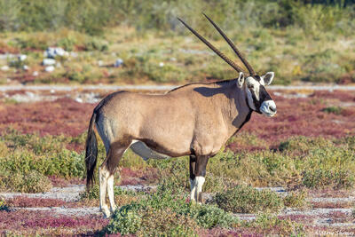 Etosha-Southern African Oryx