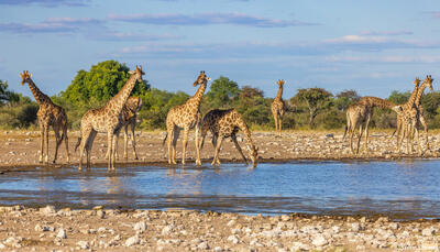 Etosha-Tower of Giraffes