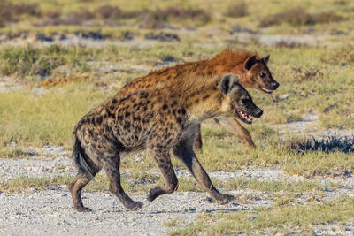 Etosha-Two Hyenas