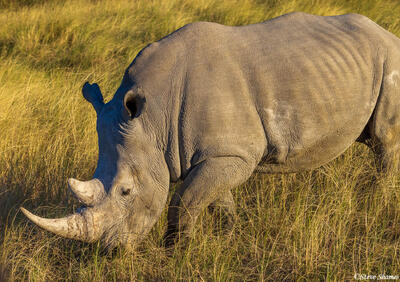 Etosha-White Rhino