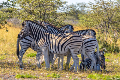 Etosha-Zebra Group