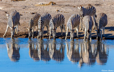 Etosha-Zebra Waterhole