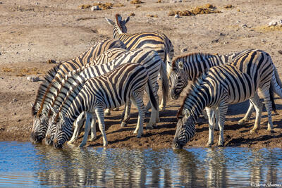 Etosha-Zebras Drinking