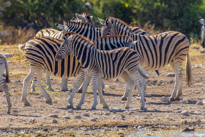 Etosha-Zebras Huddled