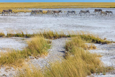 Etosha-Zebras on Pan
