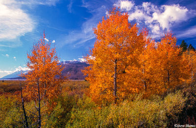 Fall Colors in Wyoming