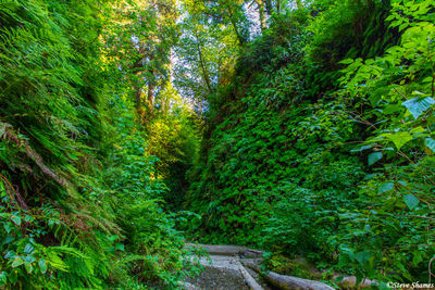 Fern Canyon Northern California