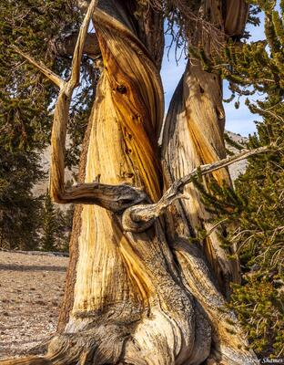 Fighting Trees