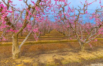 Fresno County Orchard