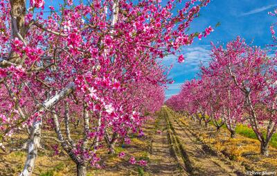 Fresno Orchard in Bloom