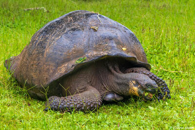 Galapagos Giant Tortoise
